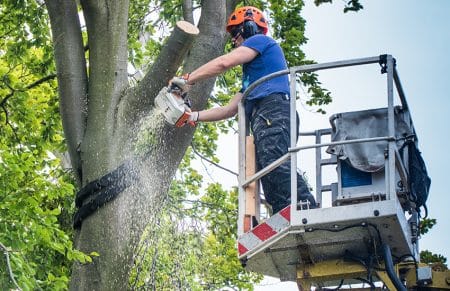 Arbor Care Experts Tree Icon