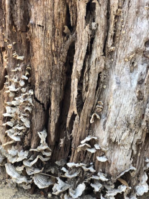Ganoderma “Leaf