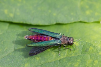 Signs of Borer Insects