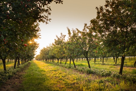 Signs of a Healthy Tree in Grapevine, Texas