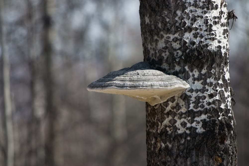 Tree Fungus